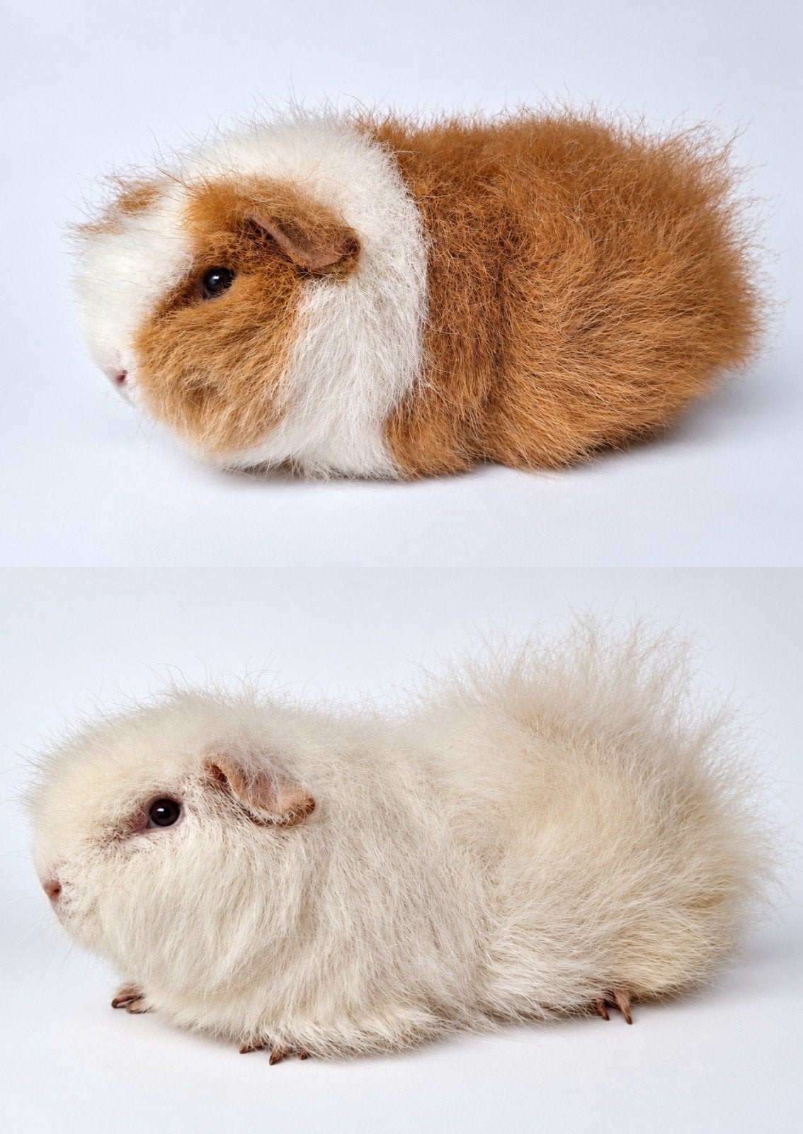 Twee jonge Ch teddy zeugjes - wit do en goud/wit, Cavia, Vrouwelijk, Mei, Tam