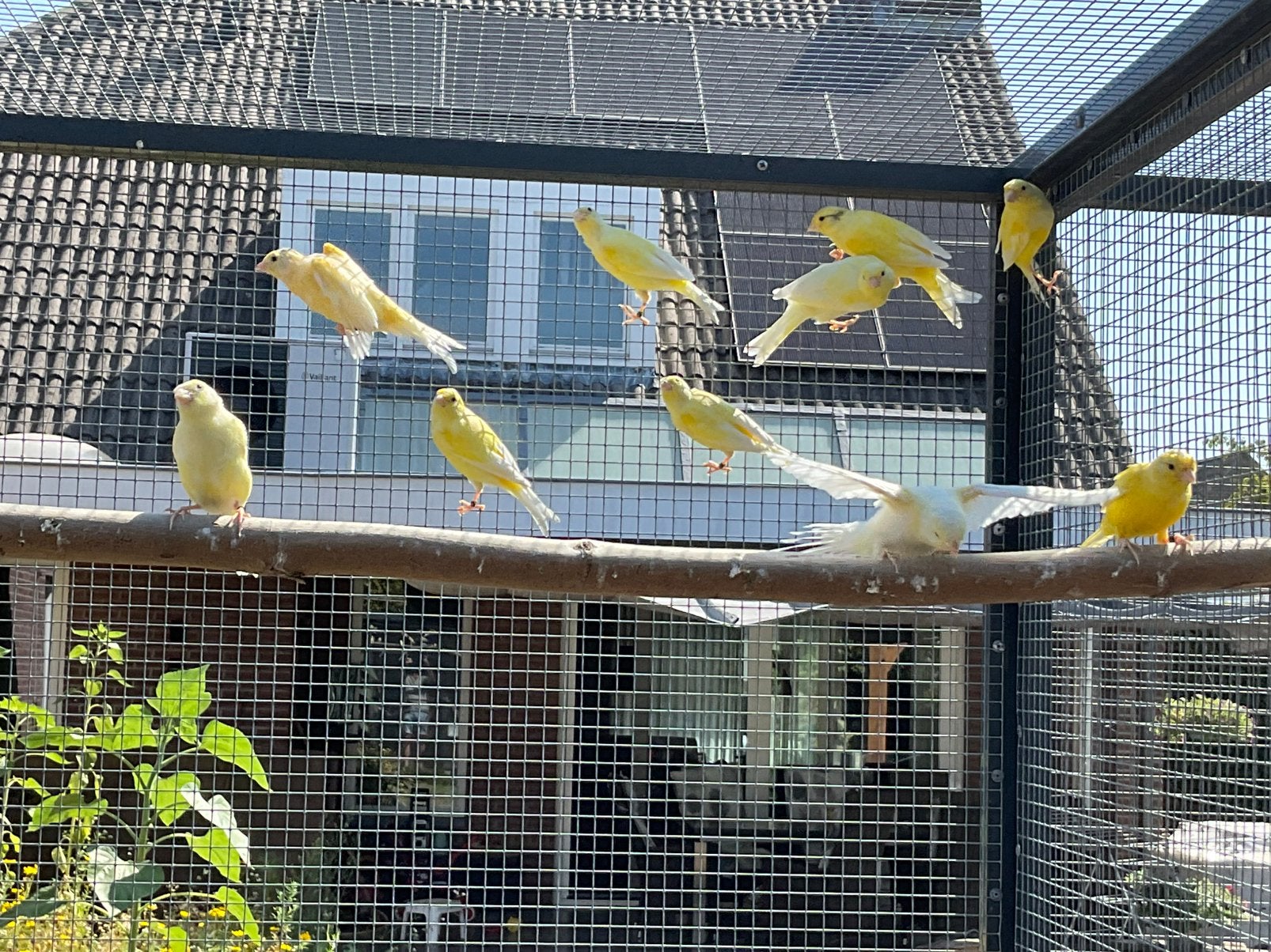 Kanaries, Dieren en Toebehoren, Vogels | Kanaries, Geslacht onbekend, Kleurkanarie