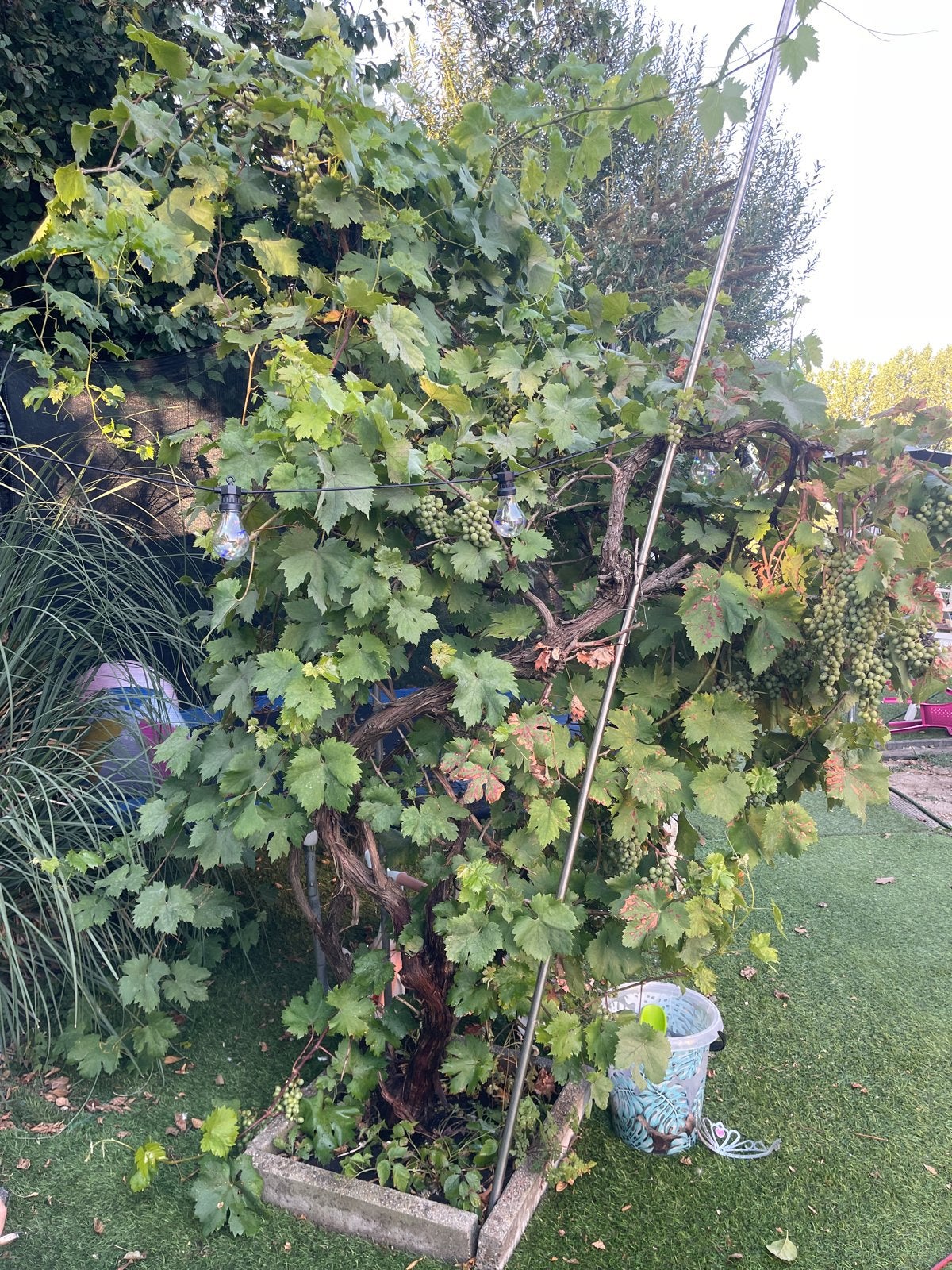 Druivenstruik zelf uithalen, Ophalen, Volle zon, Vaste plant, Zomer