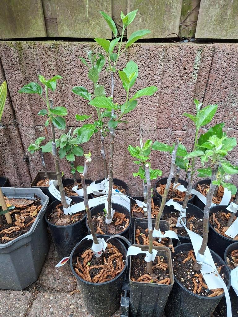 Fruitboom, Appel, peer, nashipeer, zelf geënte fruitboompjes, Tuin en Terras, Planten | Fruitbomen, Ophalen of Verzenden, Appelboom
