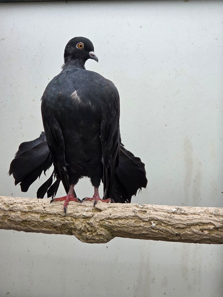 Pauwstaart duiven zwart, Dieren en Toebehoren, Meerdere dieren, Overige soorten