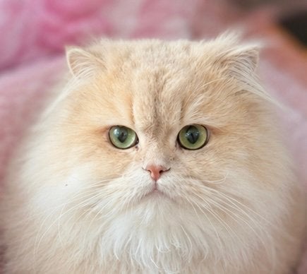 Britse langhaar dekkater Cy12 🤎 met stamboom