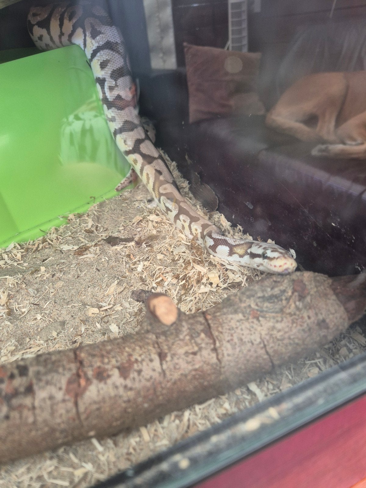 te koop Koningspython met bak Ball Python - unknown for sale from Doetty