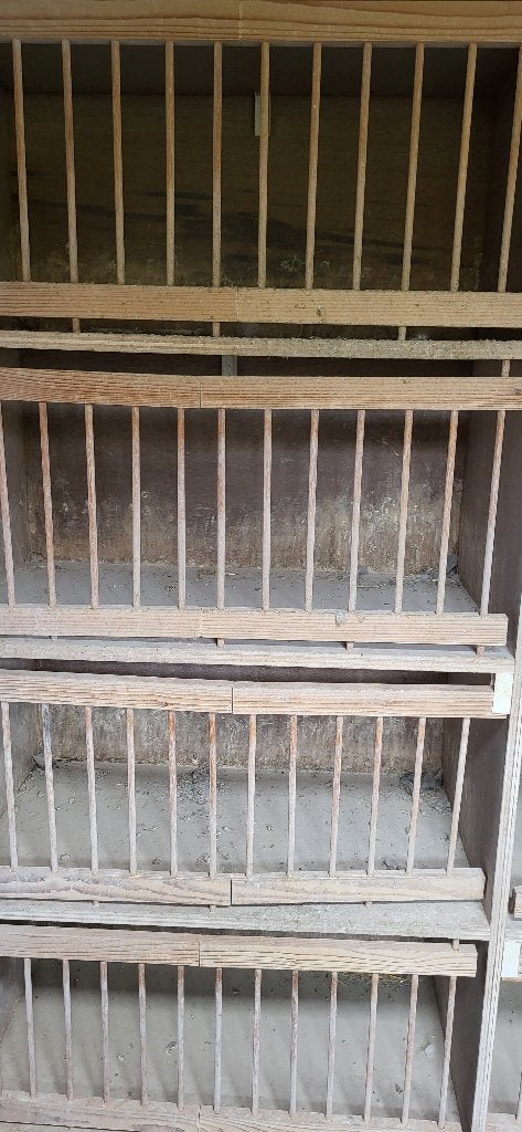 postduiven, Dieren en Toebehoren, Vogels | Duiven, Meerdere dieren, Postduif