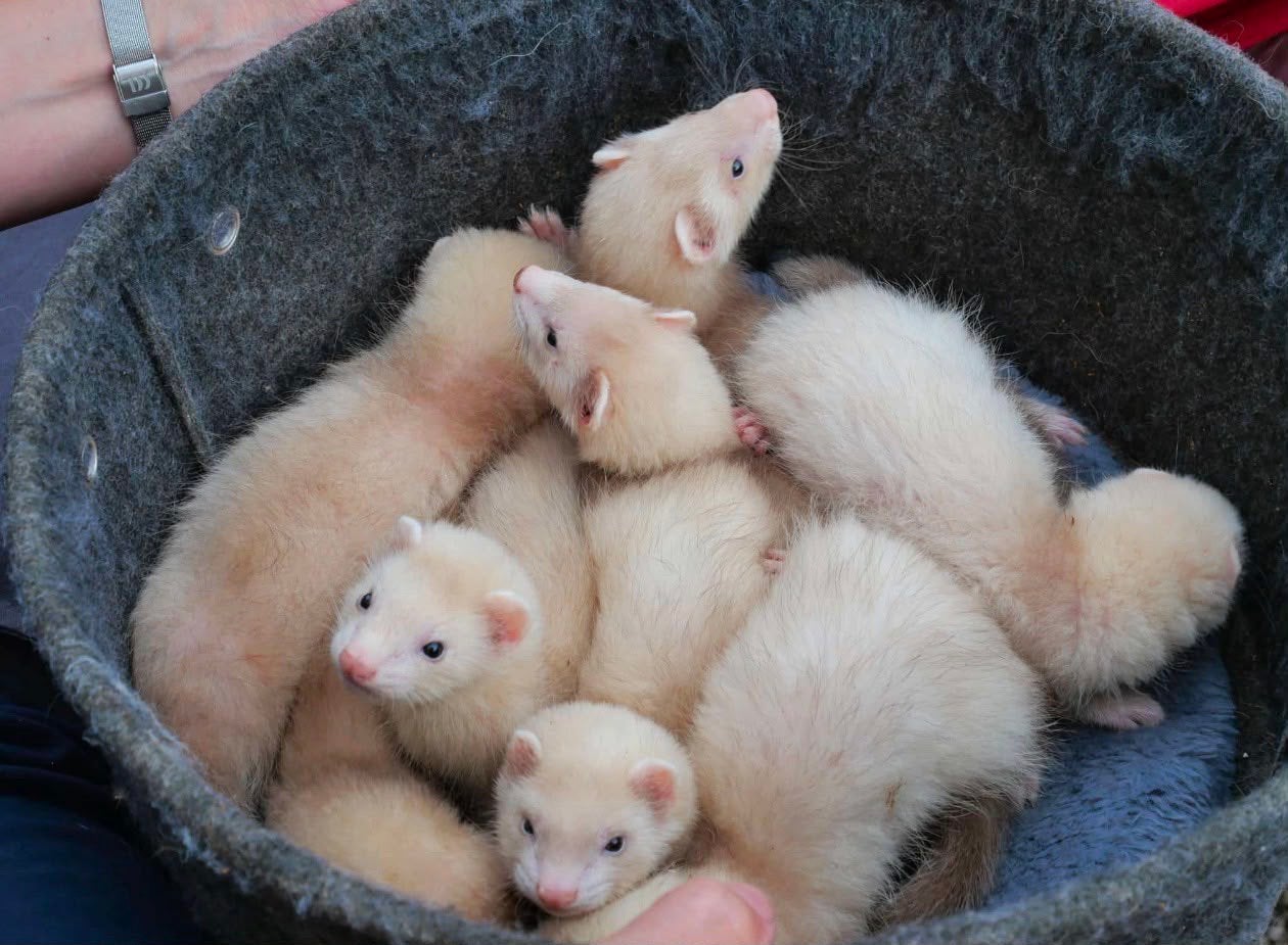 Fretten pups te koop., Dieren en Toebehoren, Fret, Mei, Meerdere dieren, Tam