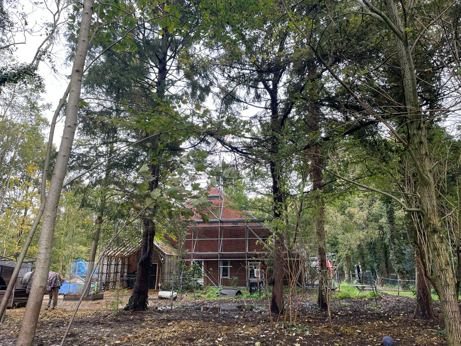 Gratis bomen kappen, eik, den, berk, 6 m³ of meer, Ophalen