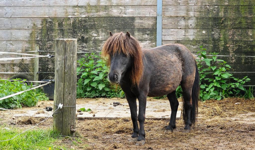 Raszuivere DNA geteste falabella, Dieren en Toebehoren, Merrie