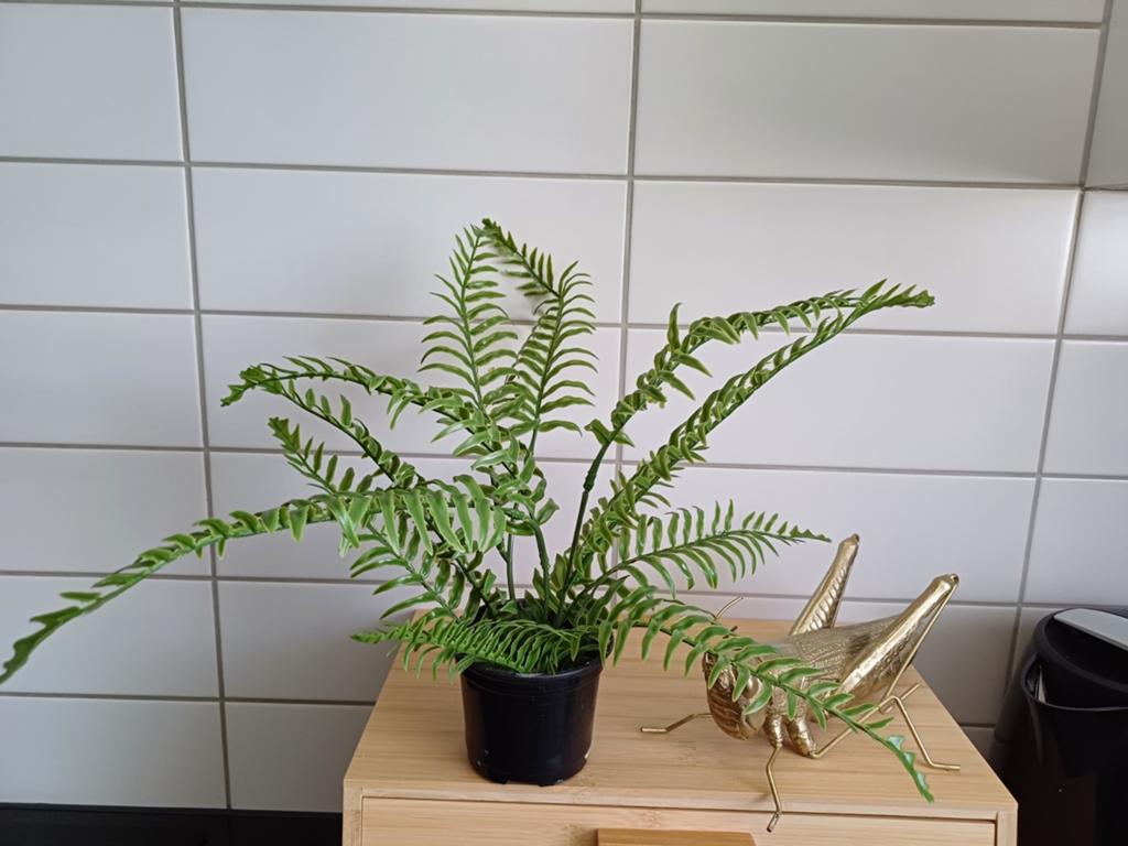 Mooie groene varen in pot - Makkelijk te verzorgen, Ophalen of Verzenden, Nieuw