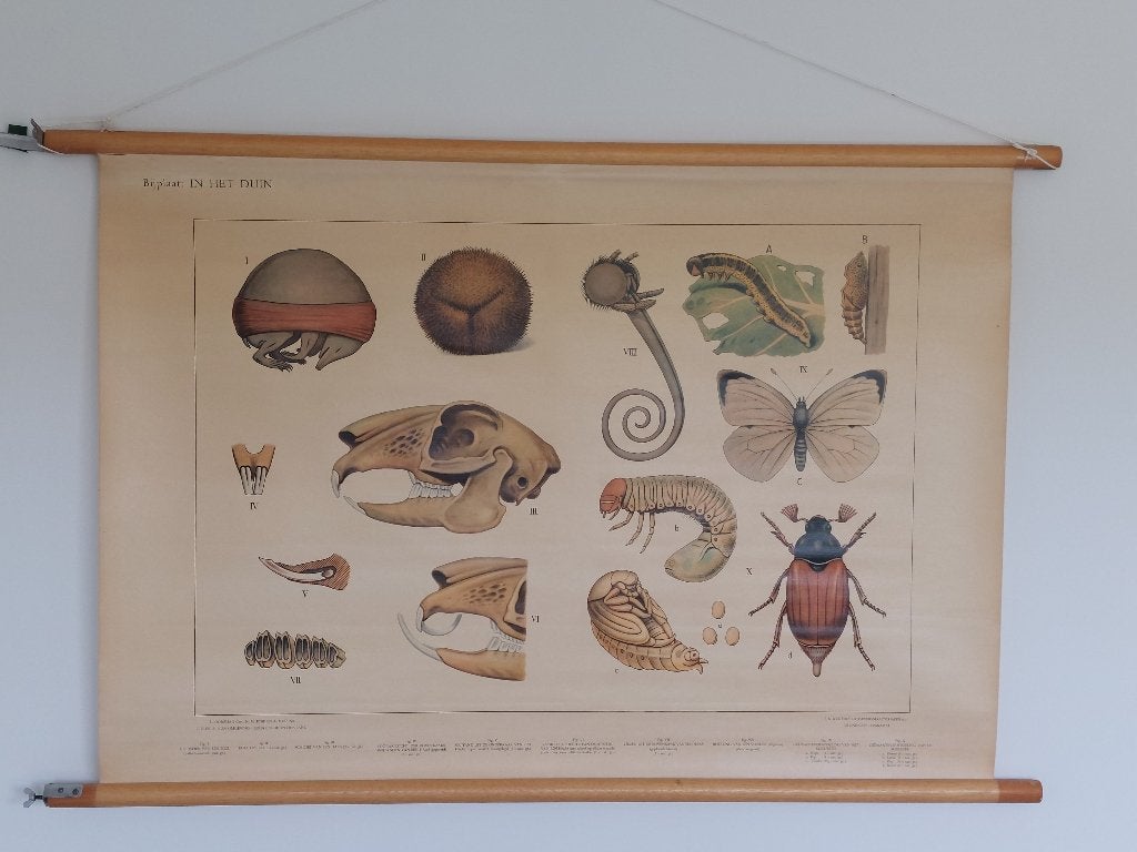 Oude schoolplaat: Bijplaat In het duin, Antiek en Kunst, Ophalen of Verzenden, Natuur en Biologie