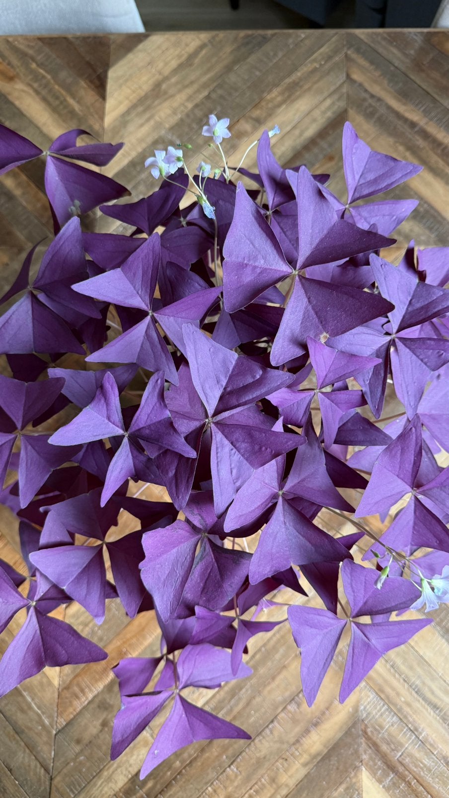 Oxalis in botwit keramische pot, Ophalen, Zo goed als nieuw, Wit, Steen/keramiek