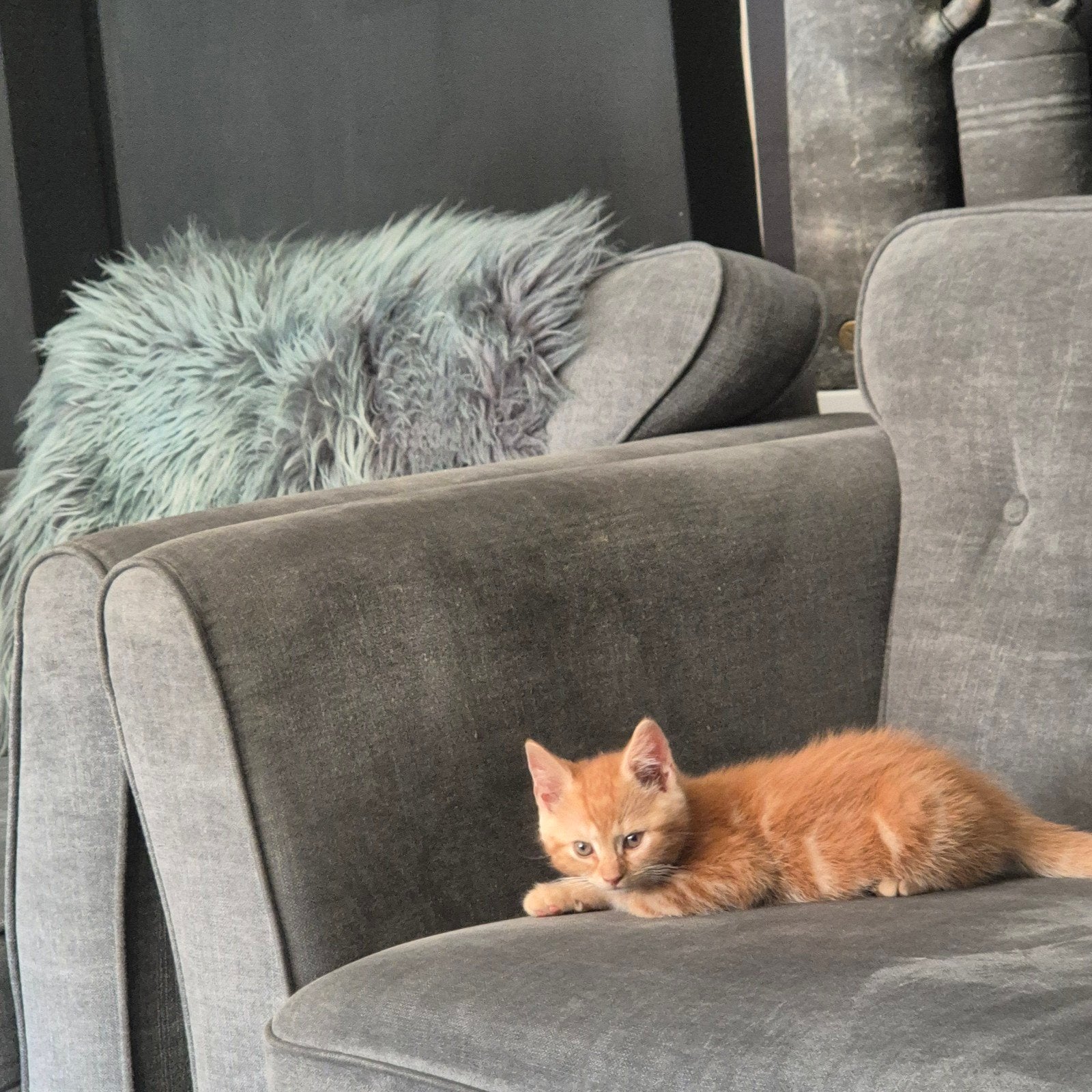 X britse korthaar rood bruin mannetje ...mag verhuizen, Kater