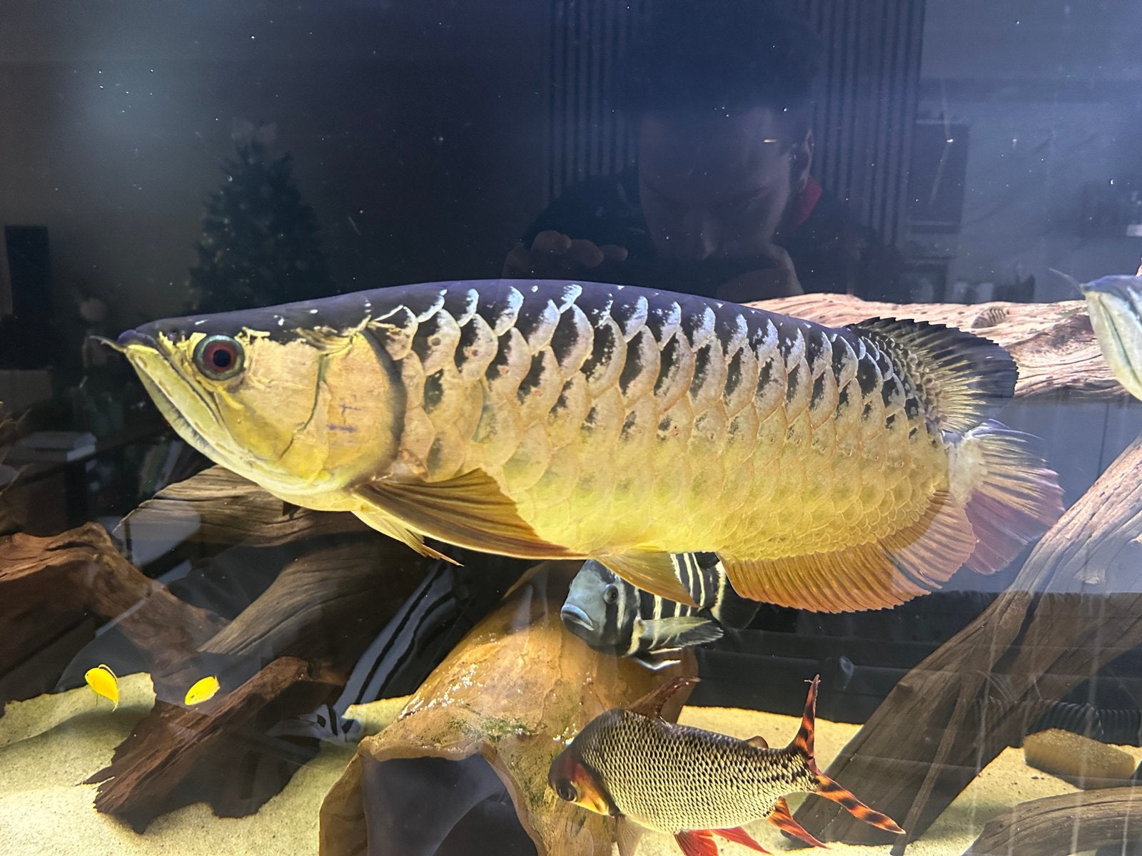 Arowana gar oscar pauwoog tilapia, Dieren en Toebehoren, Vissen | Aquariumvissen, Vis