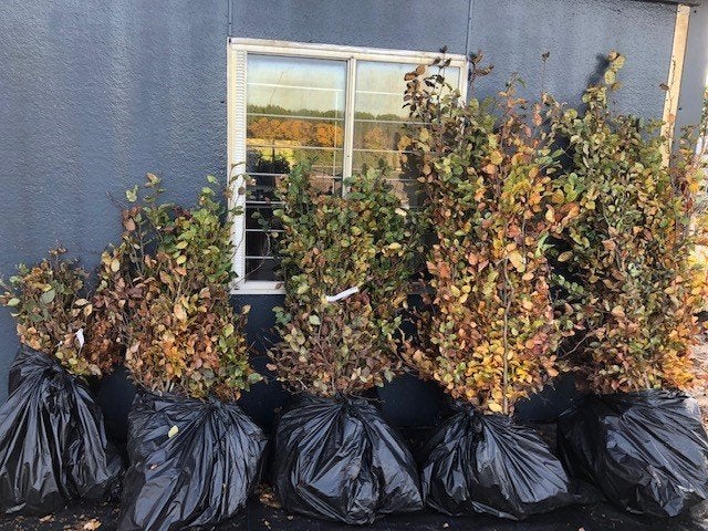 beuken haag, haag beuken , fagus sylvatica NU PLANTEN !!!!