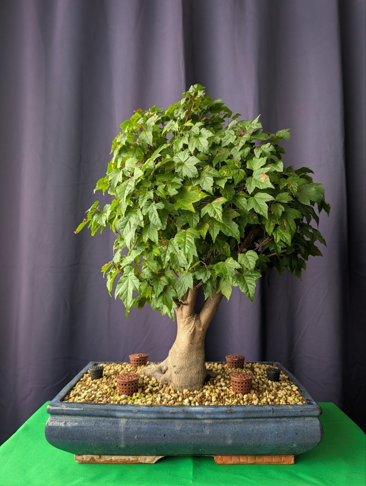 Acer Ginnala bonsai | 61 cm | Dikke stam, Bloeit niet, Halfschaduw, Overige soorten, Minder dan 100 cm
