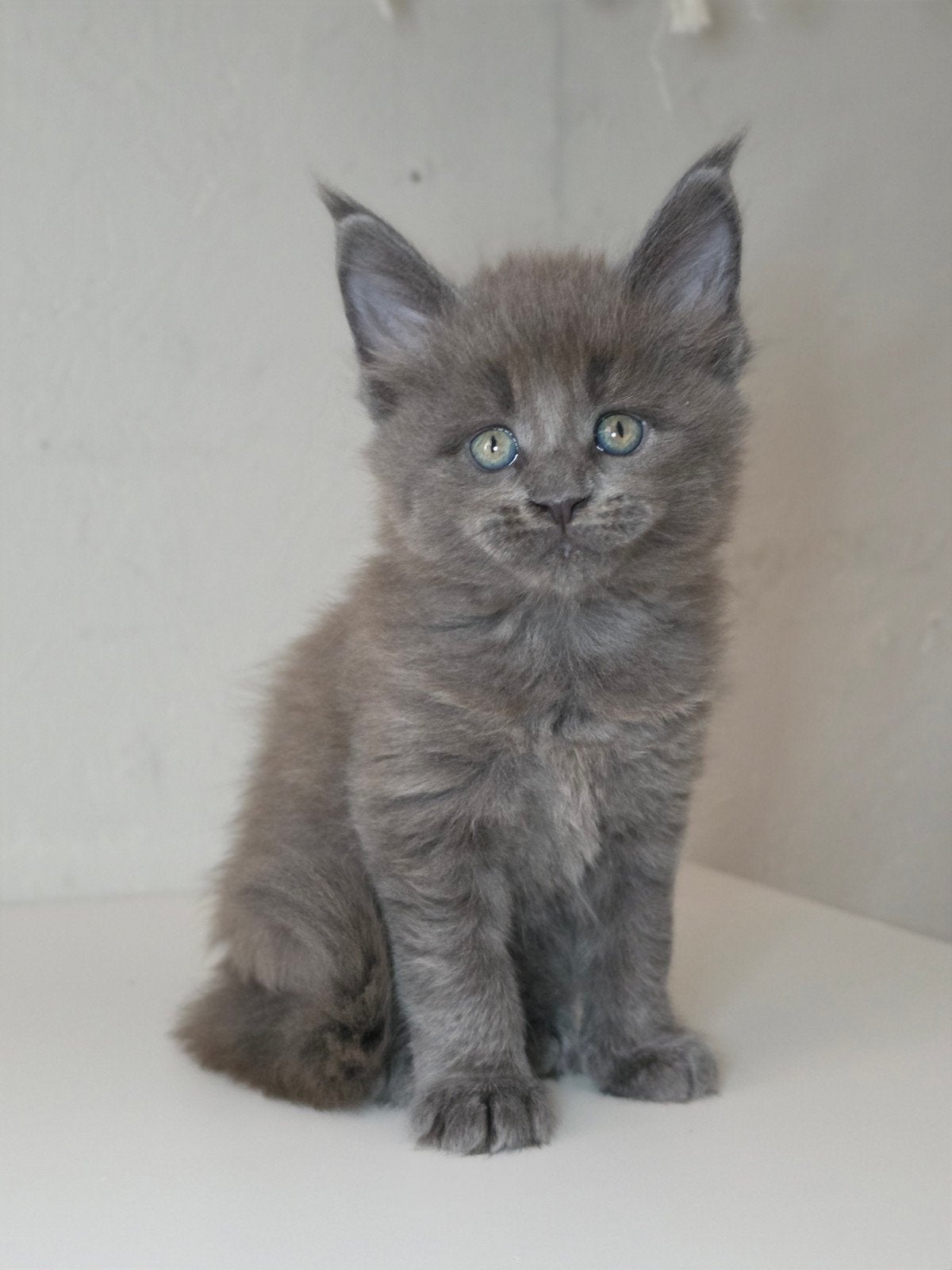 Maine Coon poesje Blue Solid, Russische lijn, Poes, Met stamboom, 0 tot 2 jaar