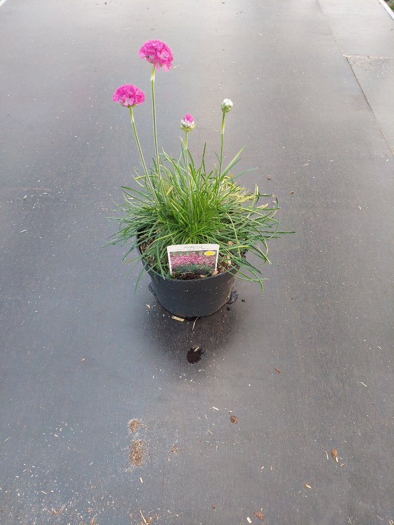 Ameria marit, Vaste plant, Halfschaduw, Zomer, Ophalen