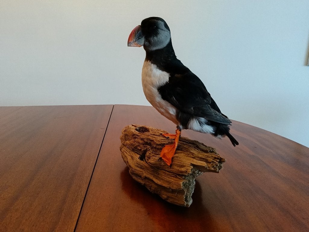Opgezette vogel, Ophalen of Verzenden, Nieuw, Vogel, Opgezet dier