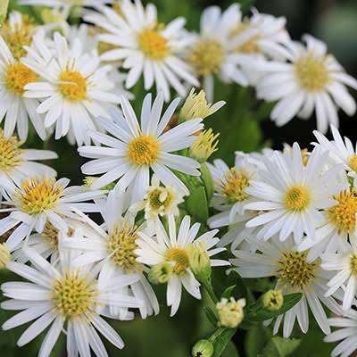 Mooie Aster 'Ashvi' (Herstaster) in pot!, Tuin en Terras, Planten | Tuinplanten, Ophalen, Overige soorten, Volle zon