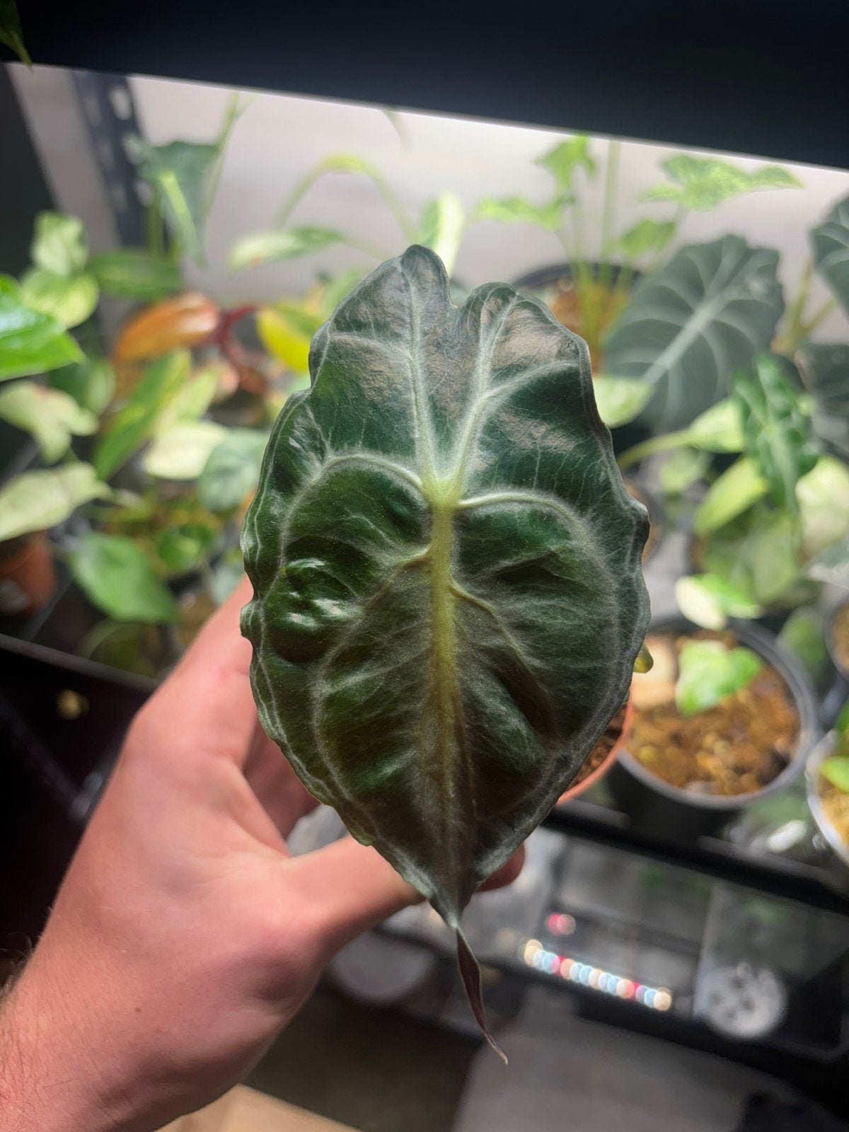 Alocasia Venom, Overige soorten, Minder dan 100 cm, Groene kamerplant, Halfschaduw