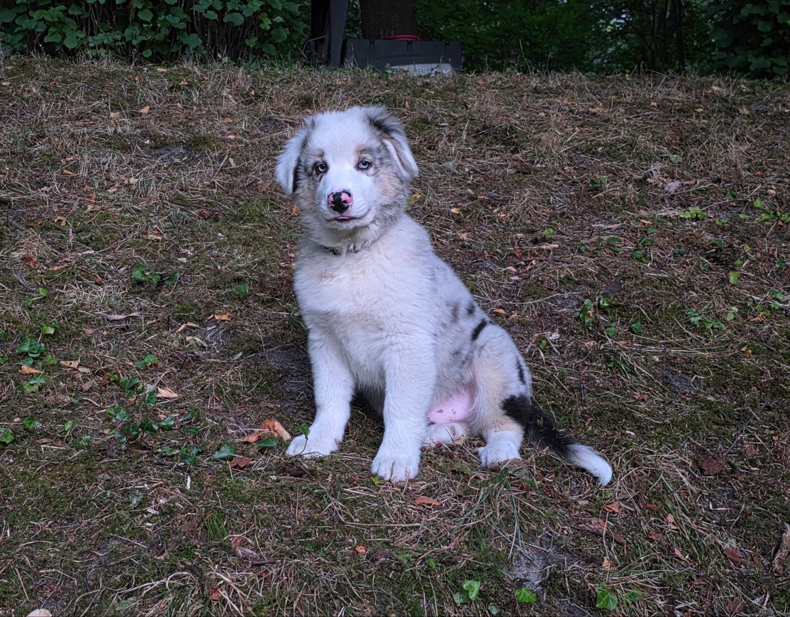 Met zorg opgevoede uitzonderlijk mooie Australian Sheph-pups, Dieren en Toebehoren, Honden | Herdershonden en Veedrijvers, Parvo