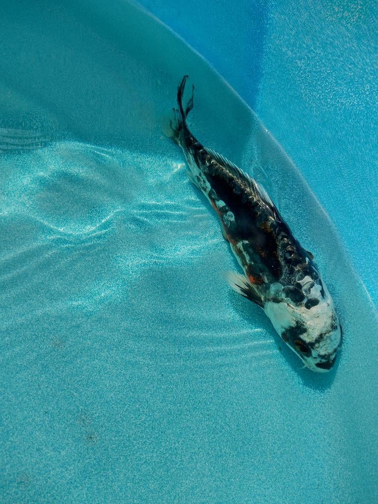 Koi 14  25cm, Karper of Koi
