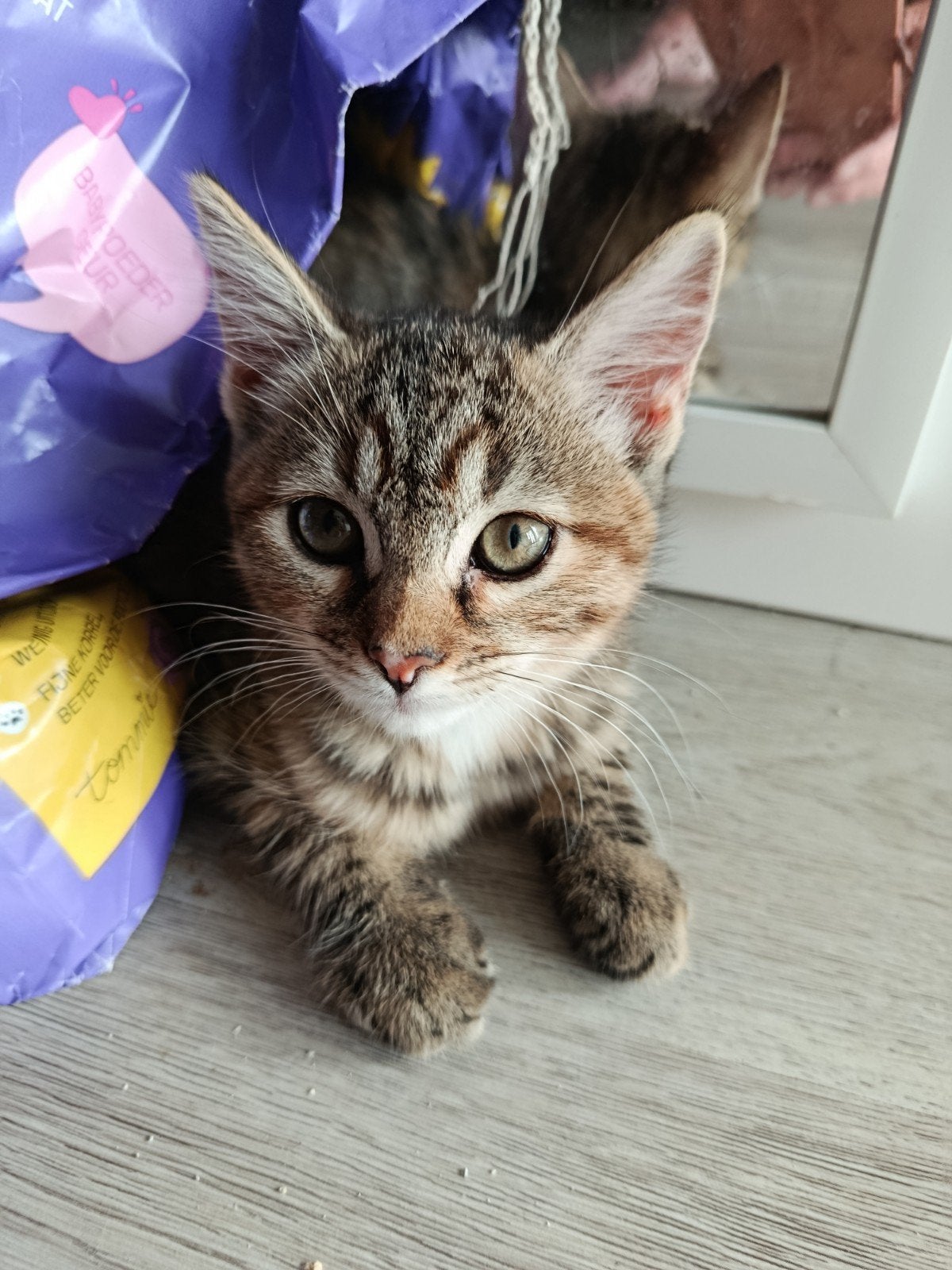 Lieve Mix  bobtail kittens doe een bod ze moeten weg!, Dieren en Toebehoren, Meerdere dieren, Ontwormd, 0 tot 2 jaar