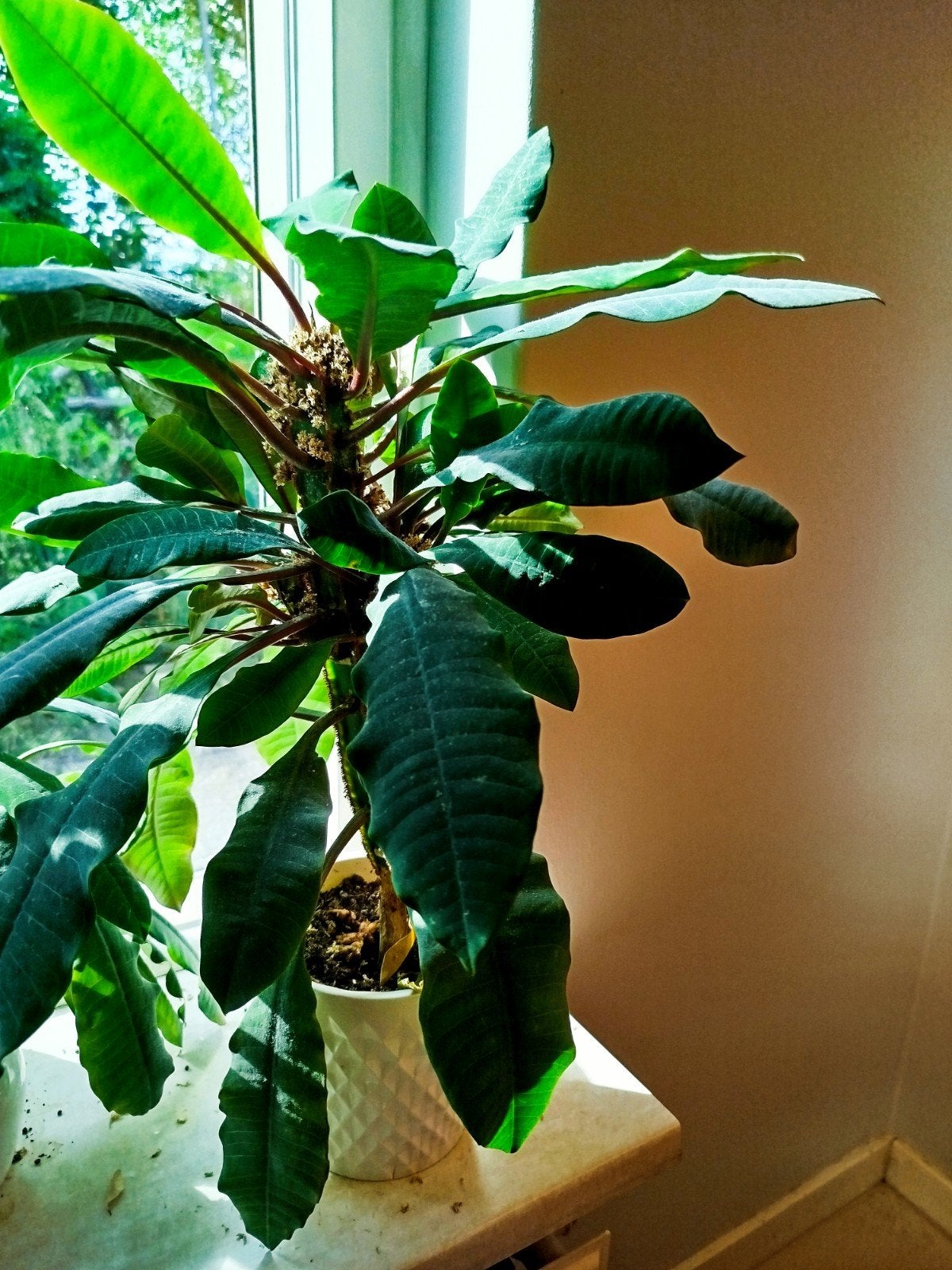 Madagaskar Jewel, kamerplant, ca. 30 cm hoog, Huis en Inrichting, Kamerplanten, Ophalen, Overige soorten, Halfschaduw, Minder dan 100 cm