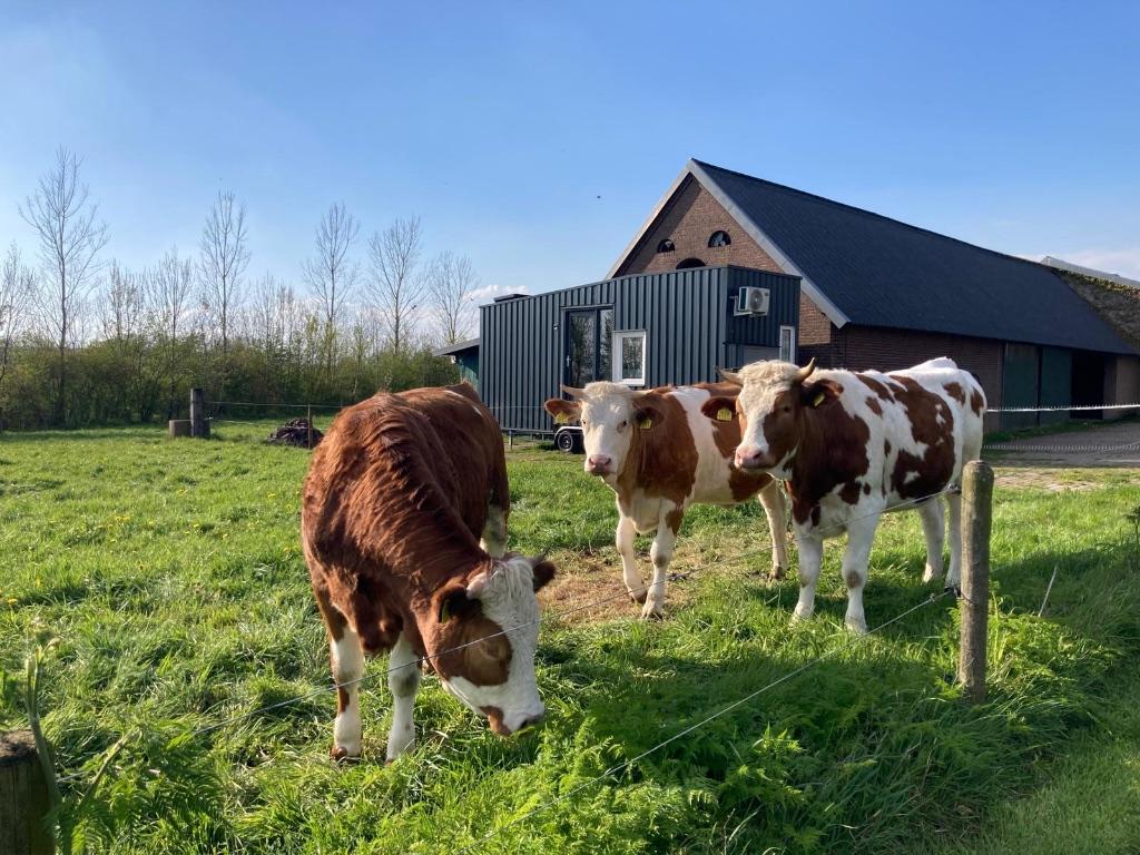 Instapklare Tiny house, Gelderland, Overige soorten, 22 m², Verkoop zonder makelaar