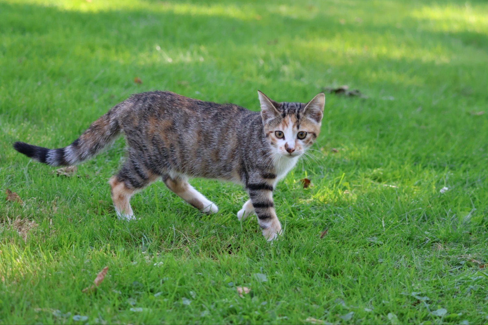 boerderij kittens, Dieren en Toebehoren, Meerdere dieren, Kortharig, 0 tot 2 jaar