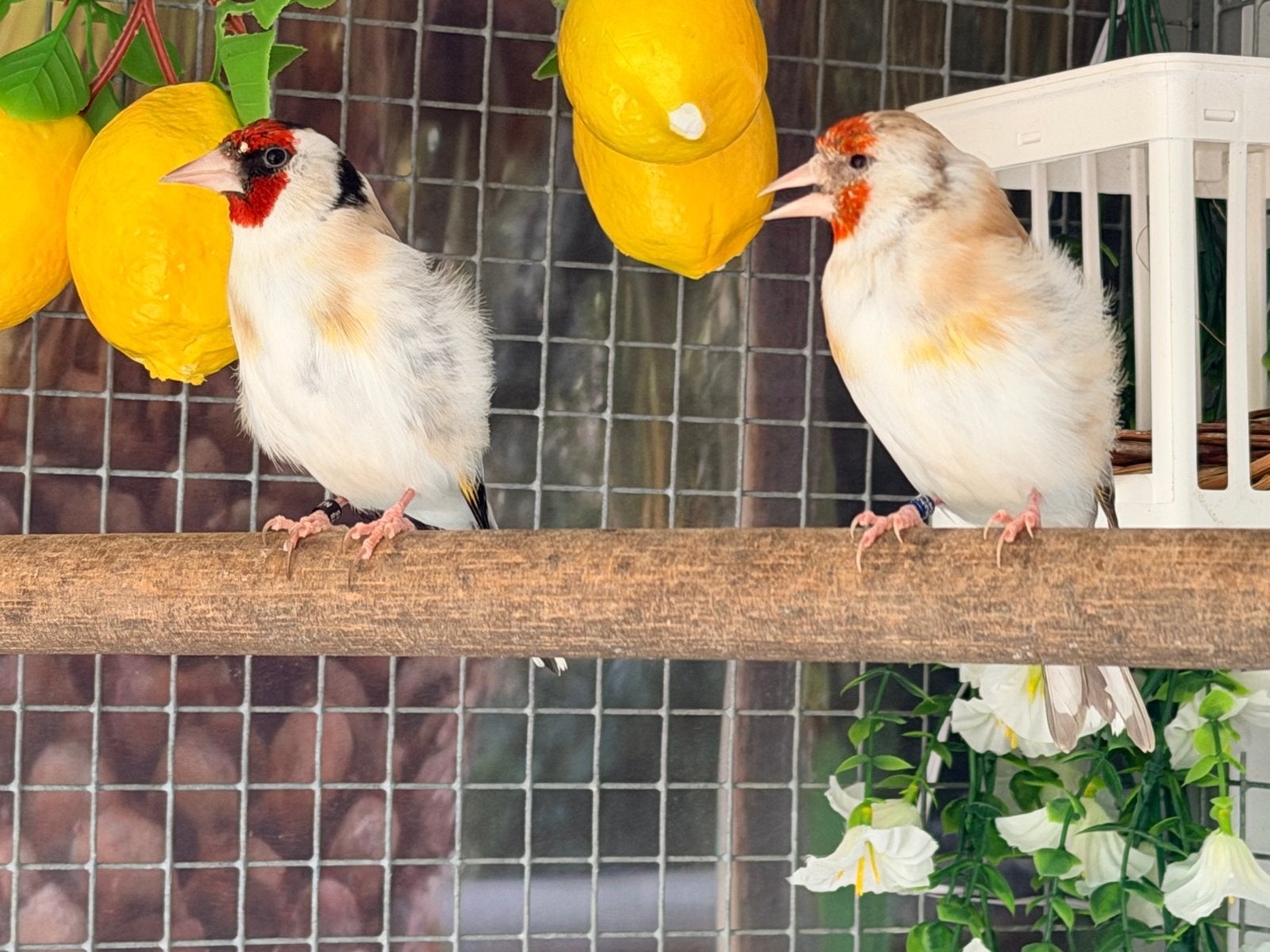 Super mooie koppel majoorputter - groot formaat!, Dieren en Toebehoren