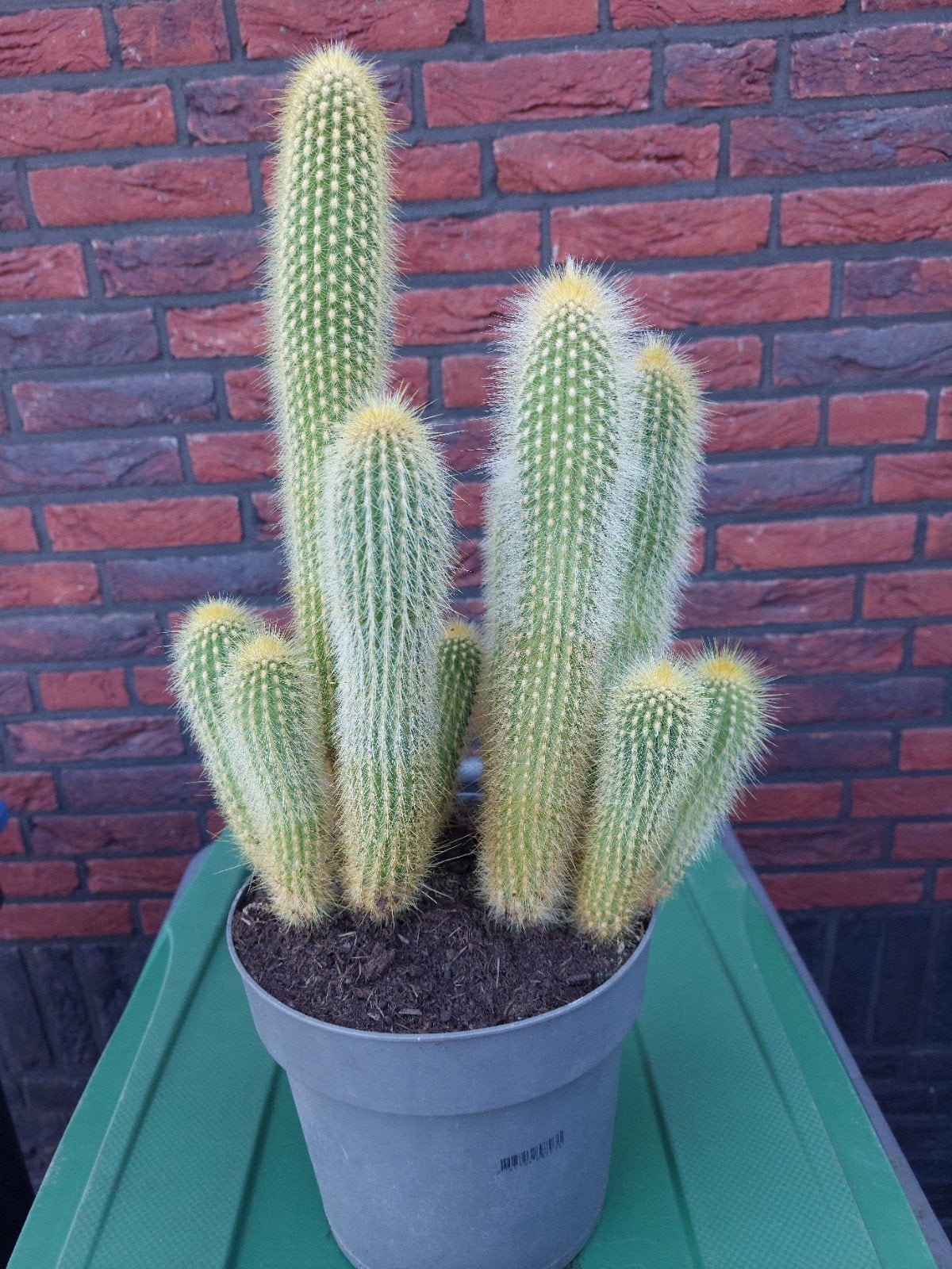 Prachtige cactus in pot - 48 cm hoog, Huis en Inrichting, Ophalen of Verzenden, Cactus, In pot, Minder dan 100 cm