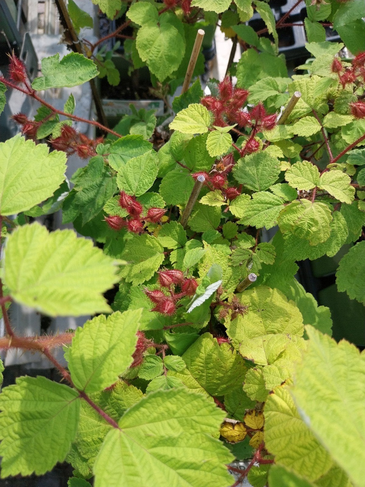 Frambozen, Bramen & Japanse Wijnbes - Heerlijk Zomerfruit, Tuin en Terras, Ophalen, Eenjarig, Groenteplanten, Volle zon