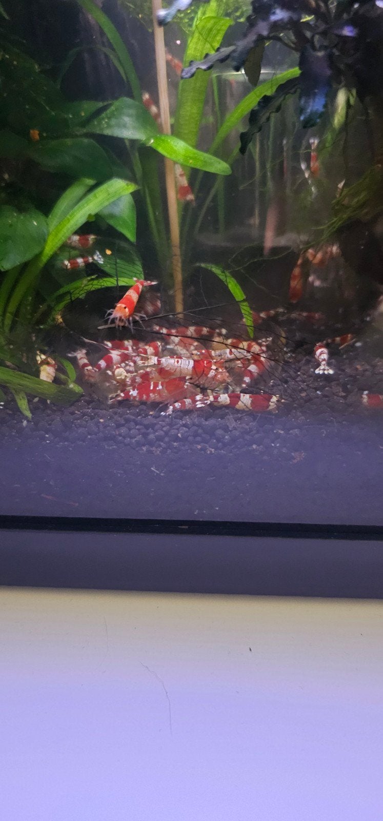 crystal red garnalen, Kreeft, Krab of Garnaal