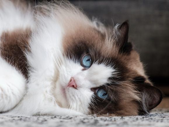 Ragdoll kater beer