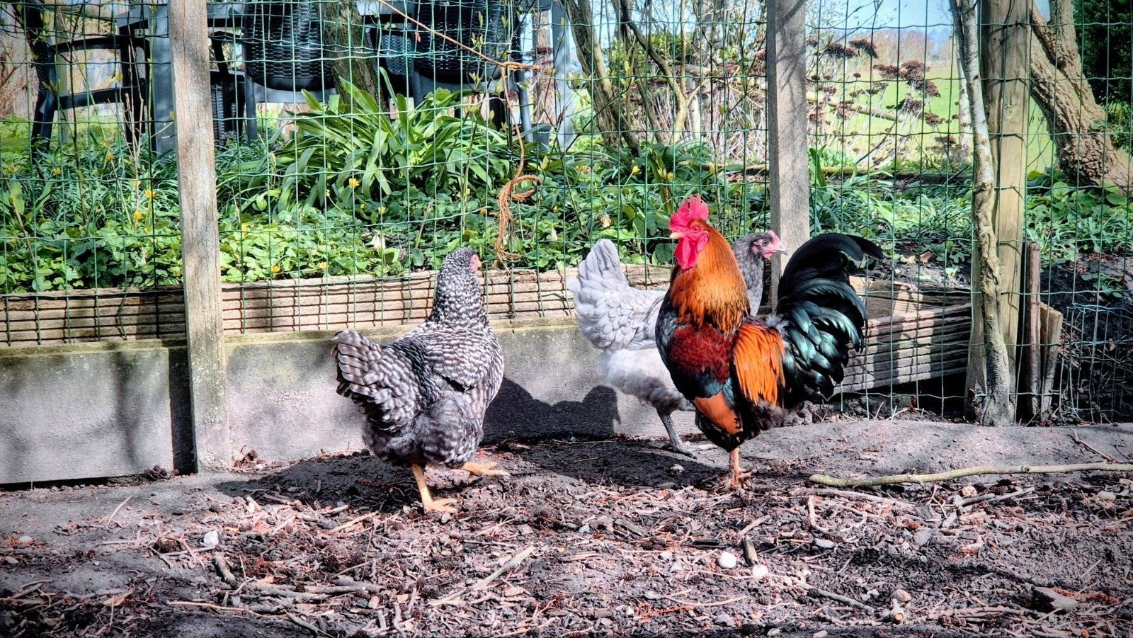 Haan gratis af te halen, Dieren en Toebehoren, Pluimvee, Mannelijk, Kip