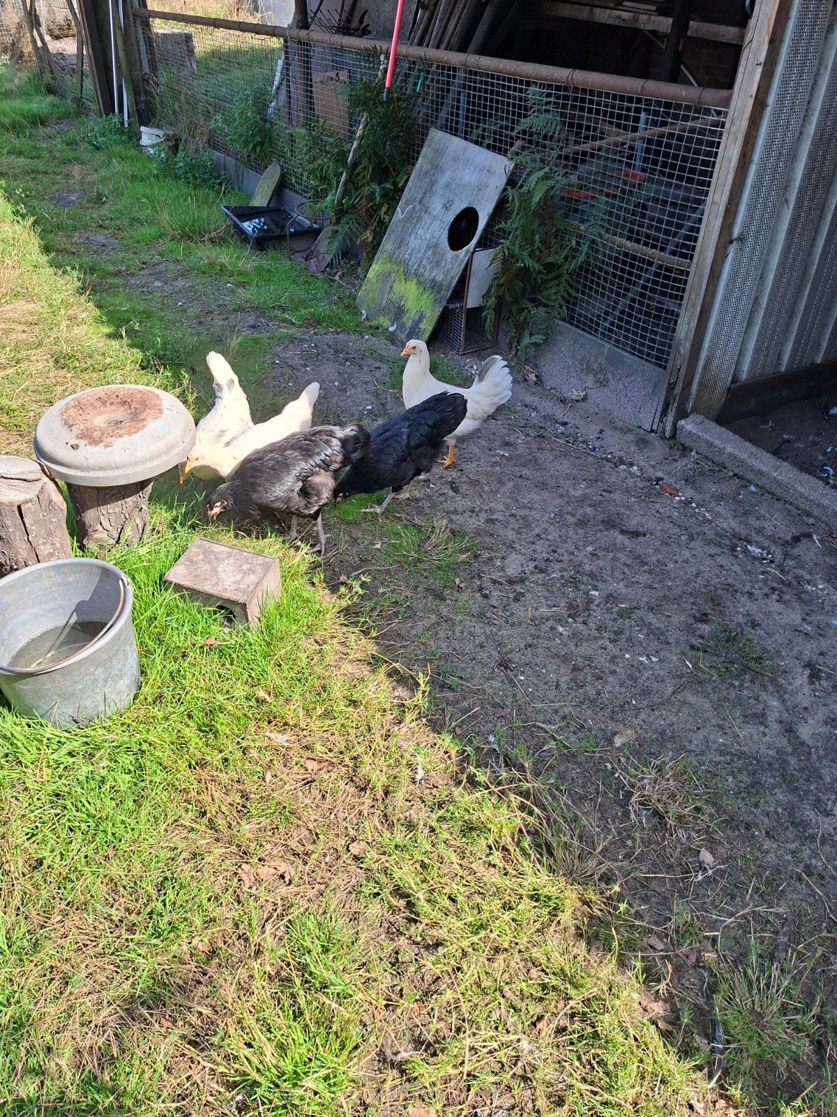 mooie  legkippen, Dieren en Toebehoren, Vrouwelijk, Kip