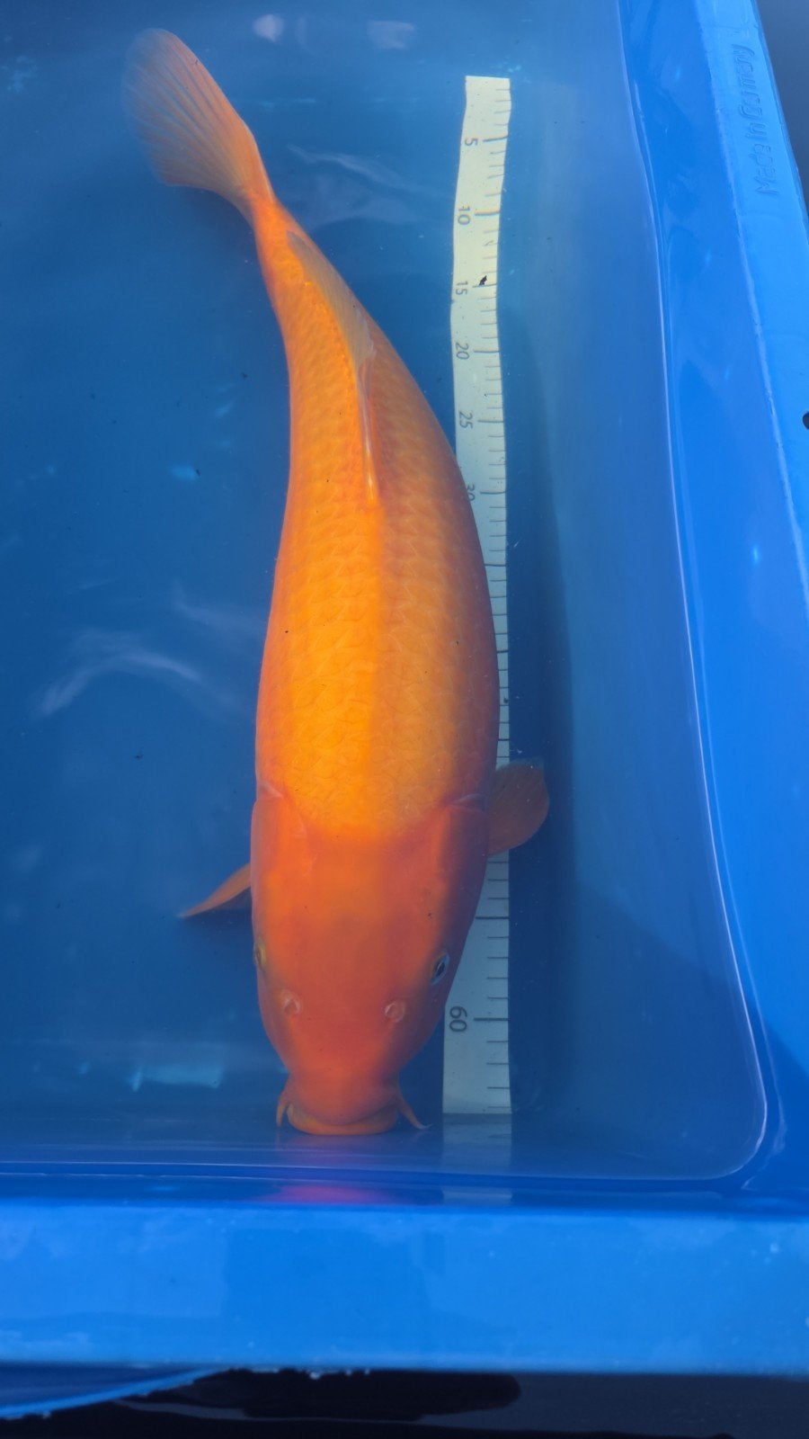 dainichi yellow monkey 62cm, Dieren en Toebehoren, Karper of Koi