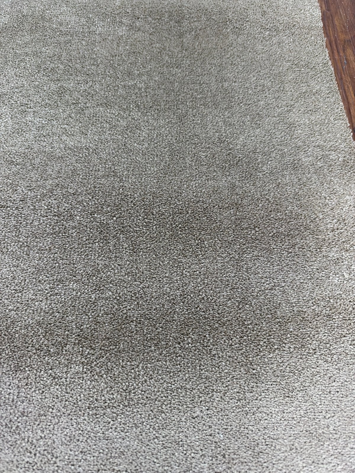 Nieuw coupon project tapijt op rol 5,65x4m opruiming outlet, Ophalen of Verzenden, Nieuw, Beige