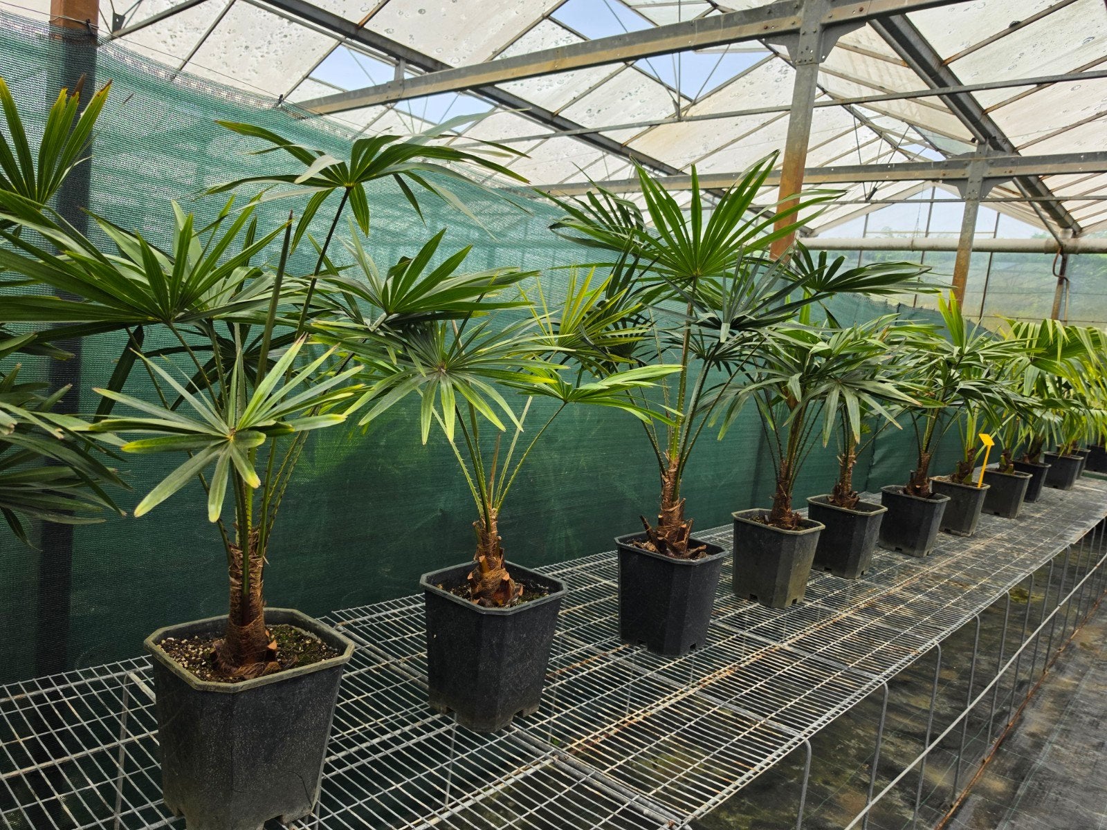 Livistona australis palmboom, Ophalen, Overige soorten, Volle zon