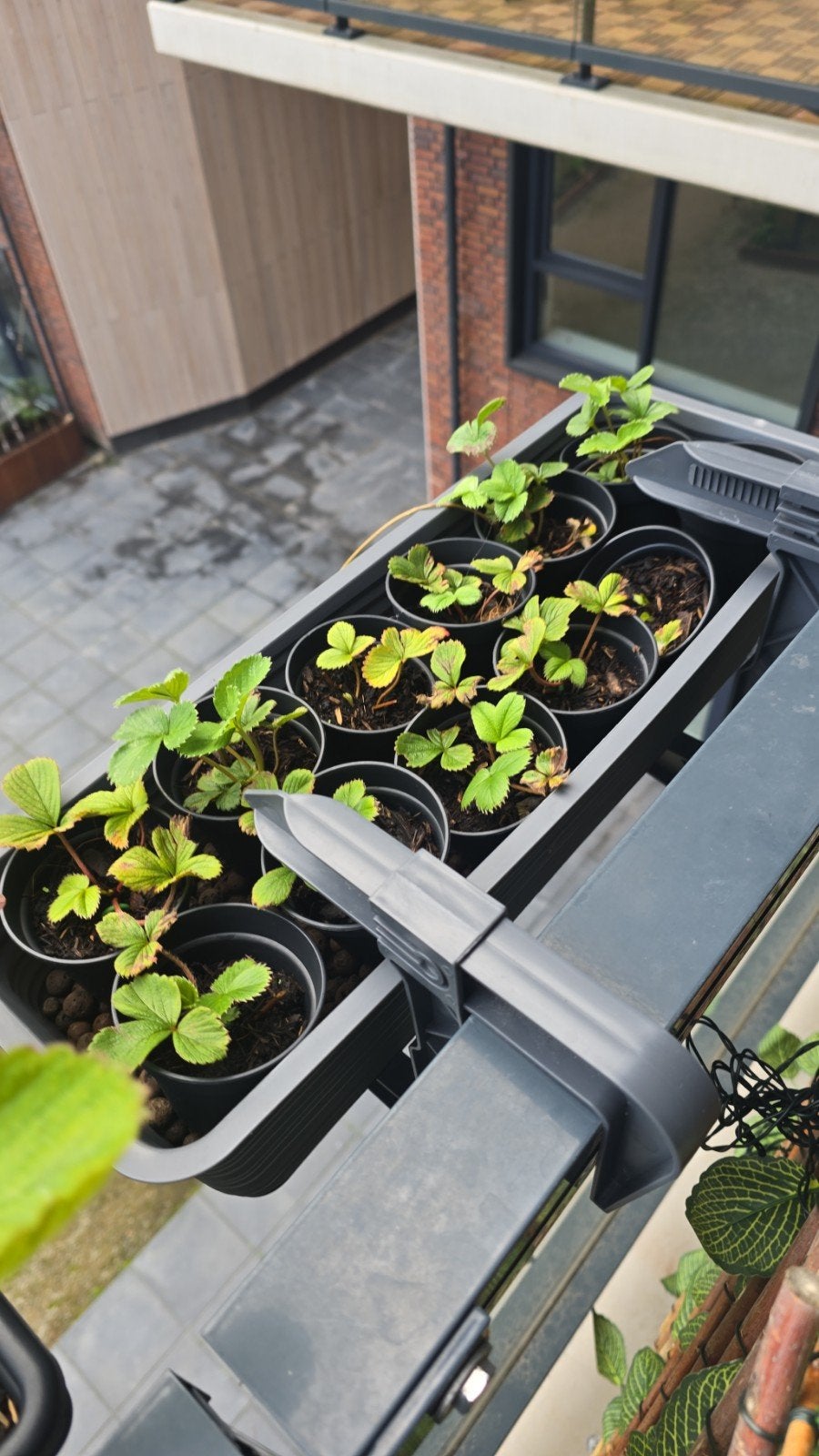 Stekjes Pineberry/Aardbei - Onbekend Ras, Ophalen, Volle zon, Vaste plant, Fruitplanten