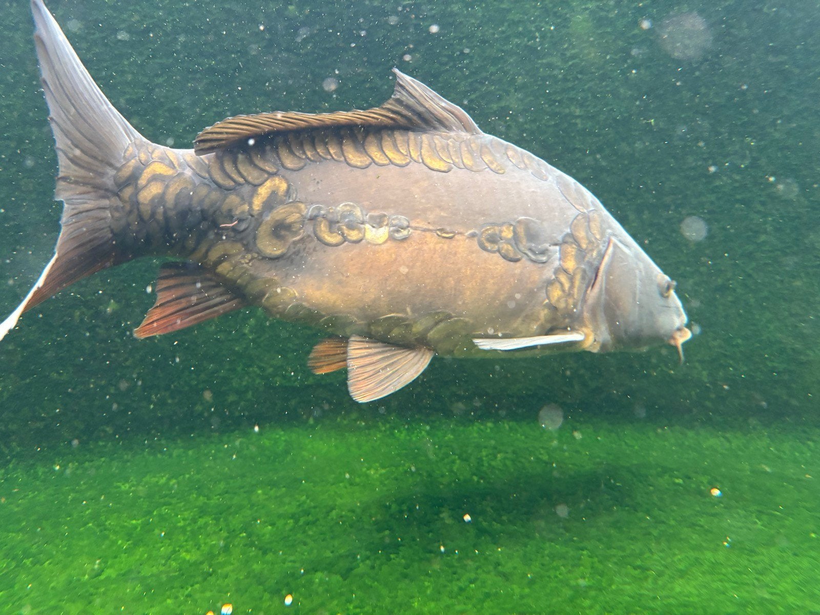 karpers, Dieren en Toebehoren, Vissen | Vijvervissen, Karper of Koi