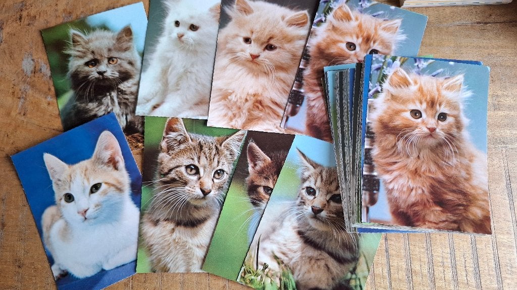 Partij vintage poezen ansichtkaarten ongelopen, Verzamelen, Ophalen, 1960 tot 1980, Ongelopen, Hond of Kat