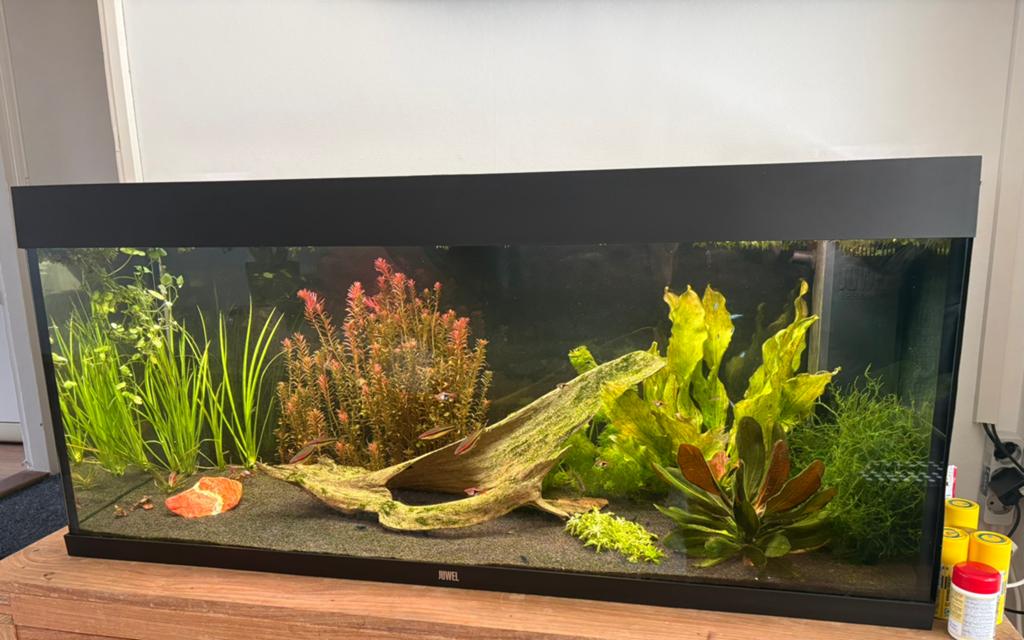Juwel rio 240, Ophalen, Zo goed als nieuw, Gevuld zoetwateraquarium