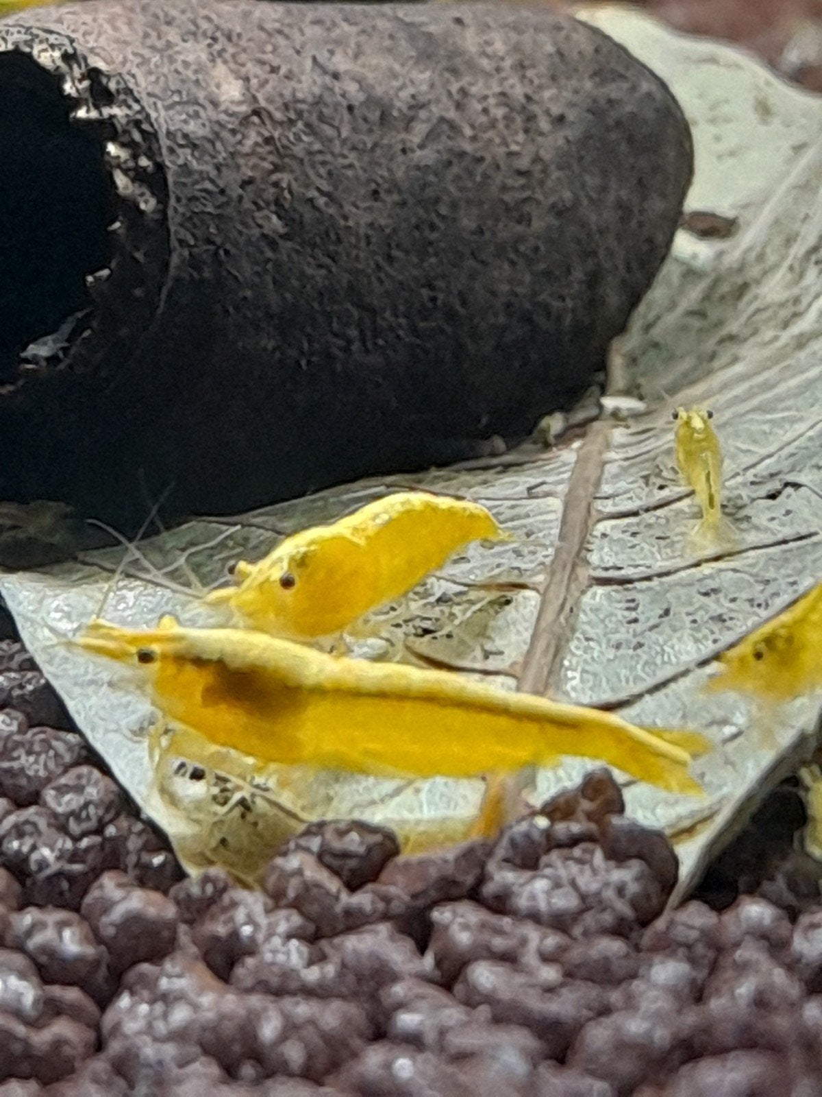 Mooie yellow/Golden stripe garnalen, Kreeft, Krab of Garnaal