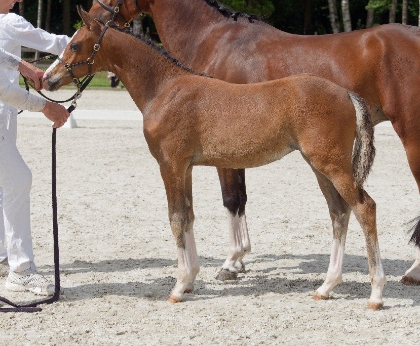 1e premie welsh partbred merrieveulen v. Turfhorst Landrover, Merrie, Met stamboom, 0 tot 2 jaar