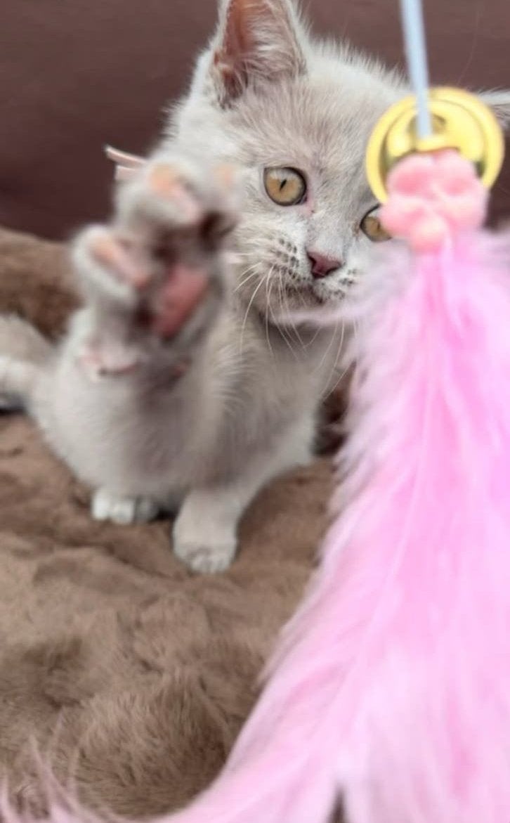 Britse korthaar kittens te koop Lilac, Kater