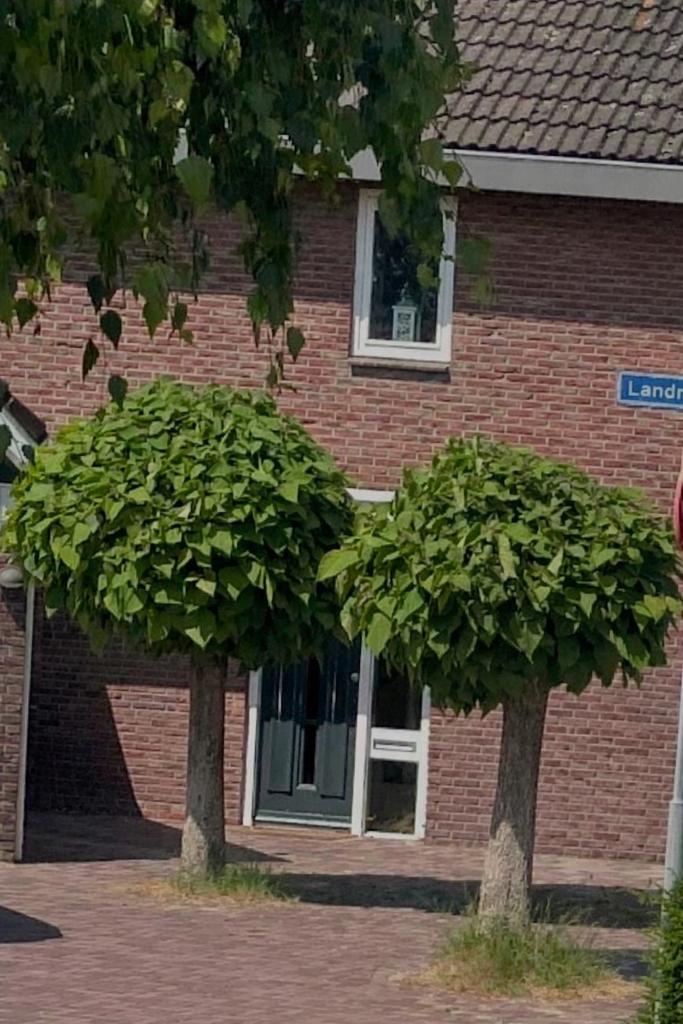 Catalpa boom, Tuin en Terras, Ophalen, Volle zon, Bolboom, 250 tot 400 cm