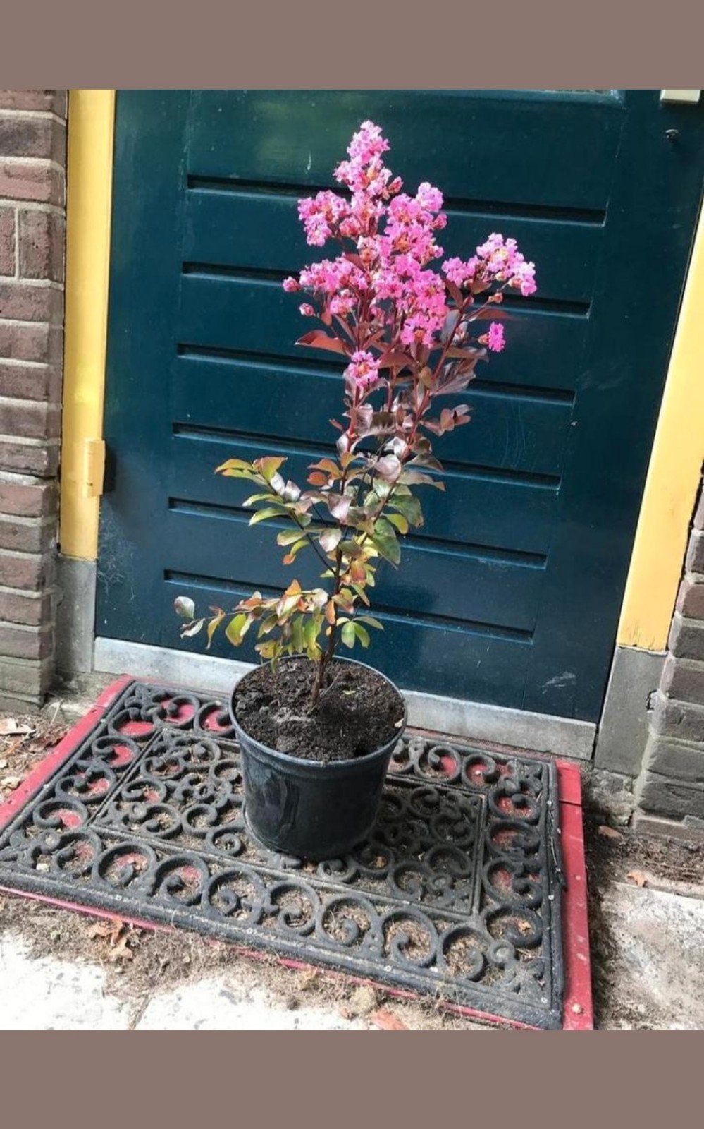 tekoop: indische sering potgekweekt, Tuin en Terras, Ophalen, Overige soorten, Volle zon