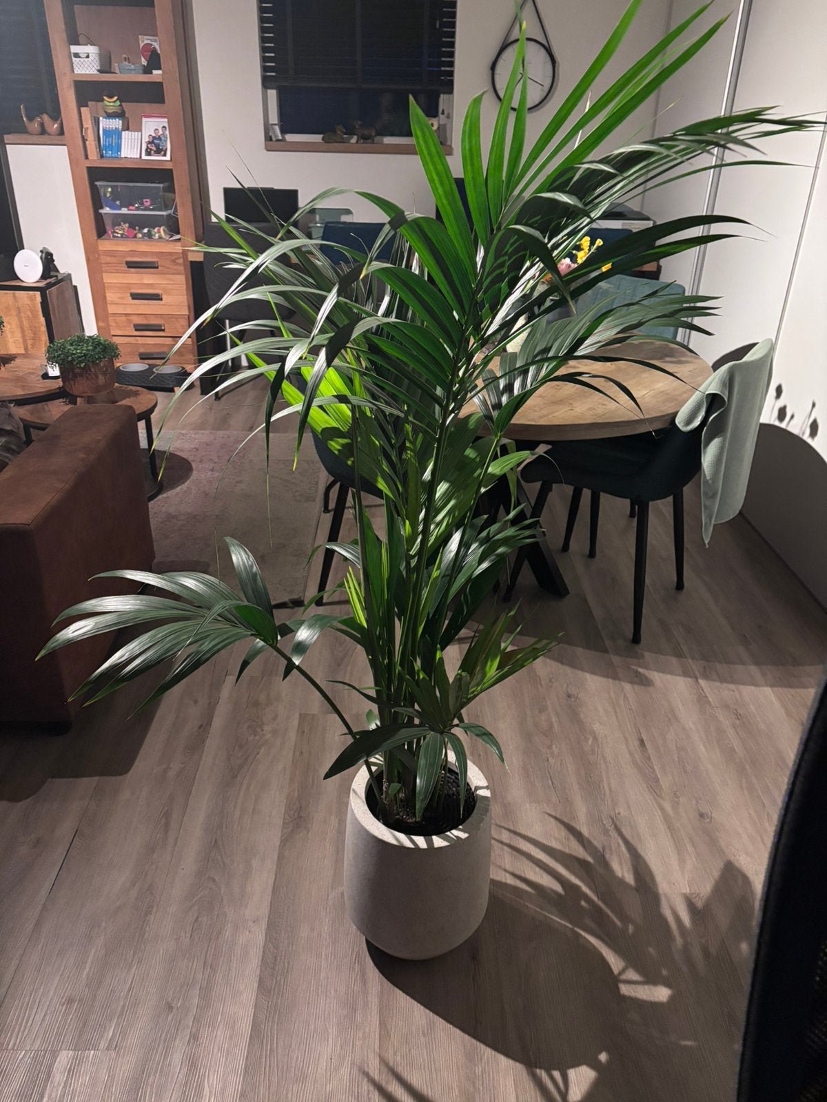 Palm in pot, Ophalen, Palm, Halfschaduw, In pot