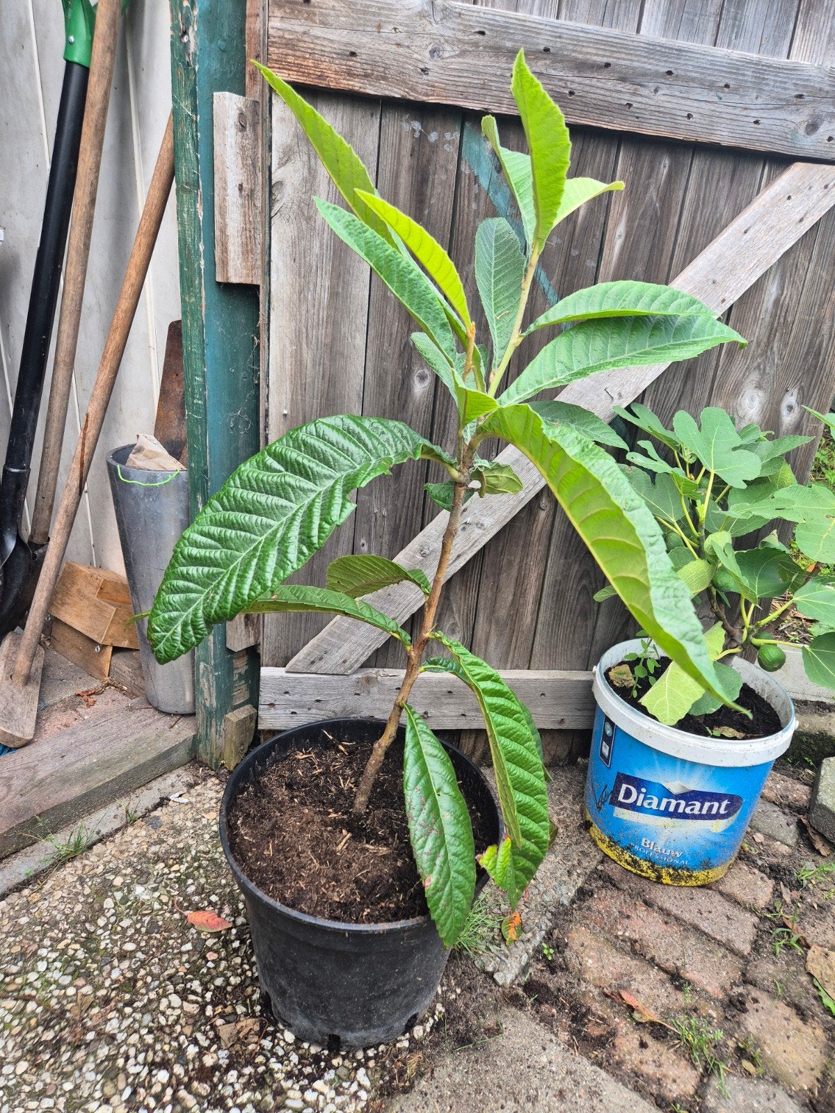 Japanse mispel/Loquat 50 euro, Tuin en Terras, Ophalen of Verzenden, 100 tot 250 cm, Overige soorten